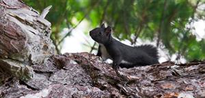 Scoiattolo meridionale