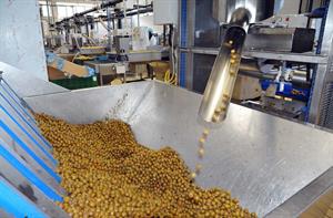 fabbrica di confezionamento olive