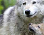 Perché l’ibridazione tra cani e lupi mette a rischio questa seconda specie?