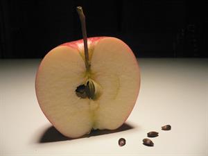 FOTO A - Semi di mela