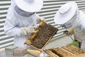 FOTO SCELTA apicoltori