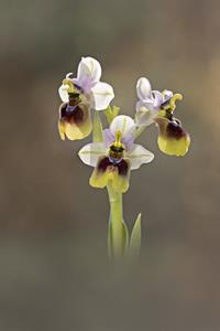 L'infiorescenza dell'Ophrys Tenthredinifera è formata di 2 a 10 fiori di colore dal bianco al rosa, con una sfumatura mediana verde.
