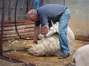 REDDITO - Tosatura pecore no stress (attribuire a Magic Foundry) OK togliere pecor che impalla foto