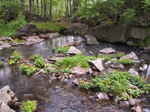 Bacino d'acqua con massi di pietra e vegetazione sparsa